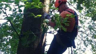 verwijderen slopen en kappen van bomen in Dongen